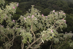 Mundulea sericea